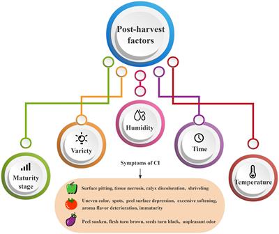Mechanisms and control measures of low temperature storage-induced chilling injury to solanaceous vegetables and fruits